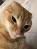 olivercito3 profile picture