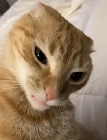 olivercito3's Kick streamer profile picture