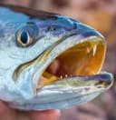 politeTrout profile picture