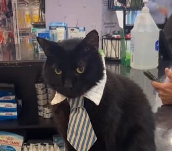 QQ_fullweed's Kick streamer profile picture