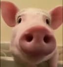 Raijino profile picture