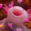 rexs profile picture