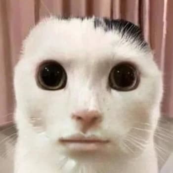 Rodzyniarzz's Kick streamer profile picture