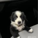 Royz23 profile picture