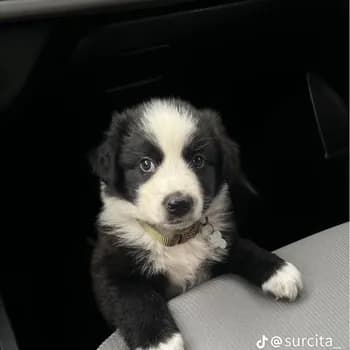 Royz23's Kick streamer profile picture