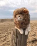 sal1nger profile picture