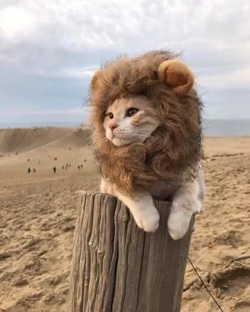 sal1nger's Kick streamer profile picture