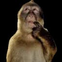 Santi_DGK's Kick streamer profile picture