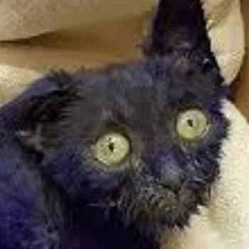 sensei_fr's Kick streamer profile picture