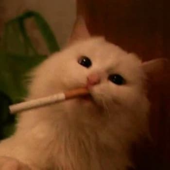 shawdfxc's Kick streamer profile picture