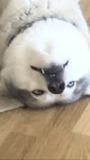 ShottyCS profile picture