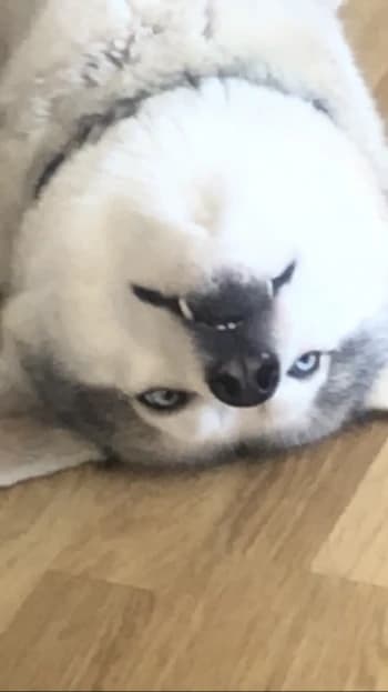 ShottyCS's Kick streamer profile picture