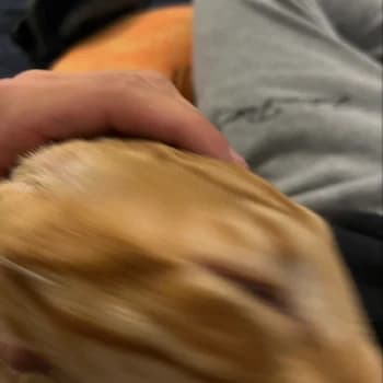 Suaf7's Kick streamer profile picture