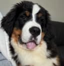 Swizz profile picture