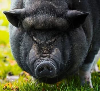 TOCINO322's Kick streamer profile picture