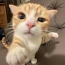 topo888 profile picture