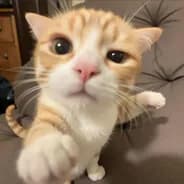 topo888's Kick streamer profile picture