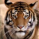 WARIATTYGRYS profile picture