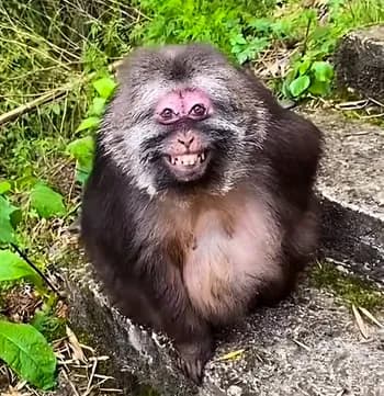 warpaplas's Kick streamer profile picture