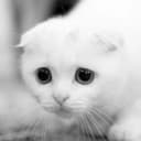 woesgg profile picture