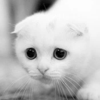 woesgg's Kick streamer profile picture