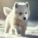 wolfyy4673 profile picture