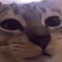 xizo_pardinho profile picture