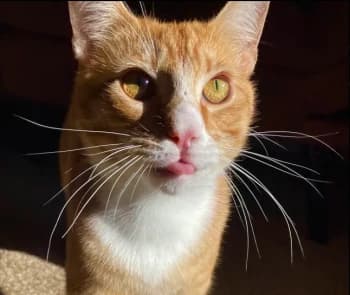 YatoXudo's Kick streamer profile picture