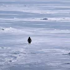 zoro's Kick streamer profile picture