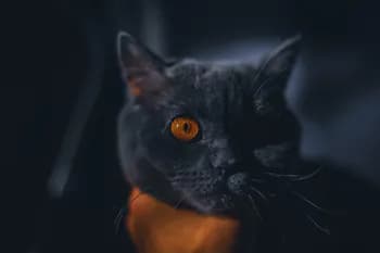 iaz00zi's Kick streamer profile picture