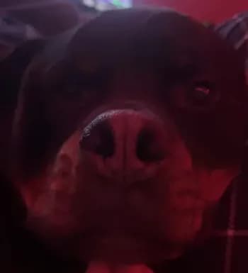 Lava_RS's Kick streamer profile picture