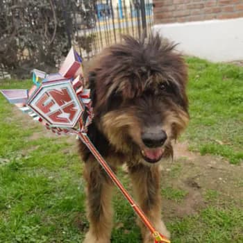 matfvxz's Kick streamer profile picture