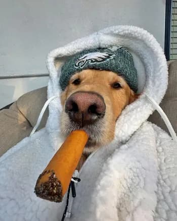 OhLukaz's Kick streamer profile picture