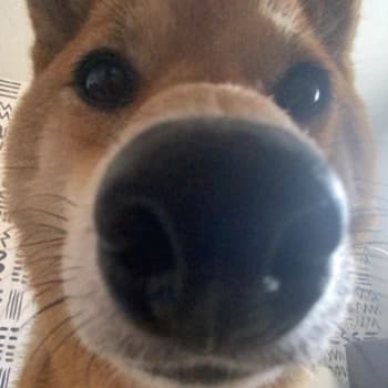 Rkku's Kick streamer profile picture