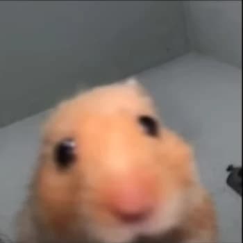 schewesa's Kick streamer profile picture