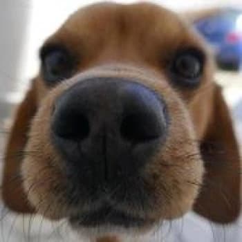 Uruguayo28's Kick streamer profile picture