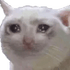 mericCat mericCat
