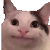 politeCat politeCat